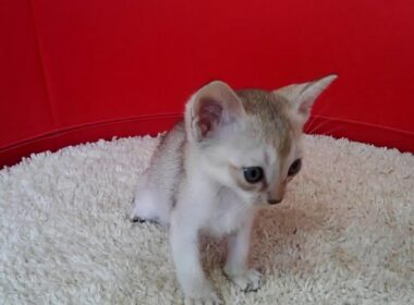 シンガプーラの赤ちゃん＜2/27産まれ＞