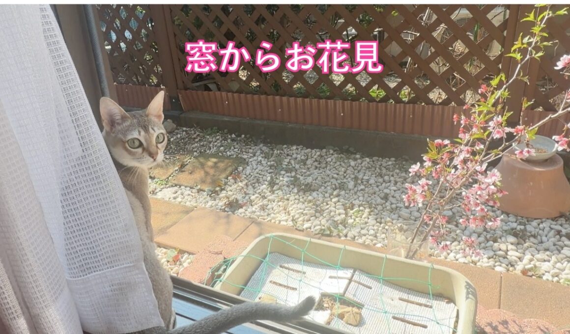 【シンガプーラ】窓からお花見〜うららかな春の一コマ〜
