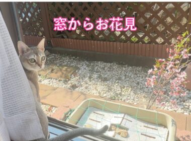 【シンガプーラ】窓からお花見〜うららかな春の一コマ〜