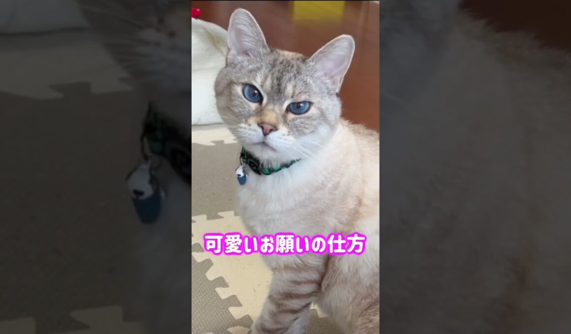 可愛い声でのお願い