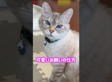 可愛い声でのお願い