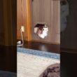猫ドアの使い方が強引すぎる脳筋猫　#猫 #cat #ラグドール