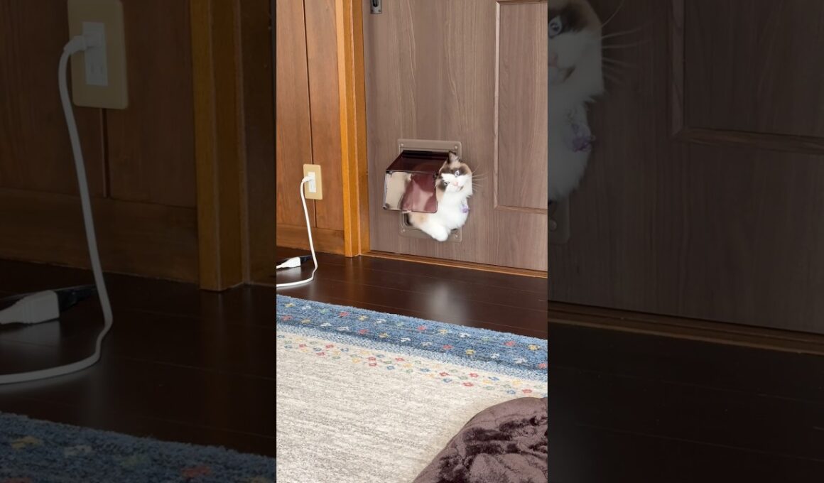 猫ドアの使い方が強引すぎる脳筋猫　#猫 #cat #ラグドール