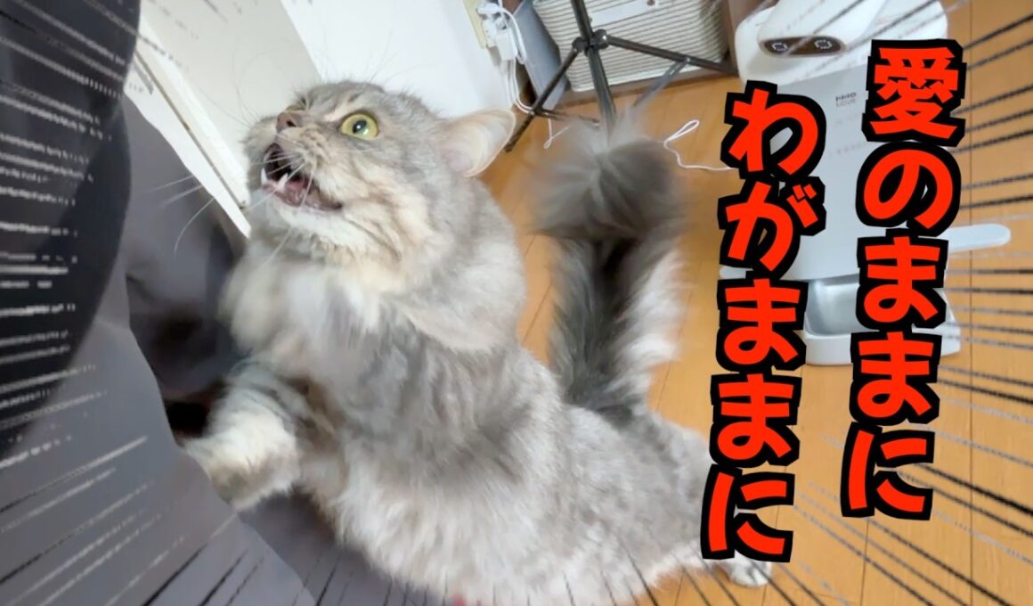 自由すぎる短足マンチカンのお出迎えが可愛すぎましたw