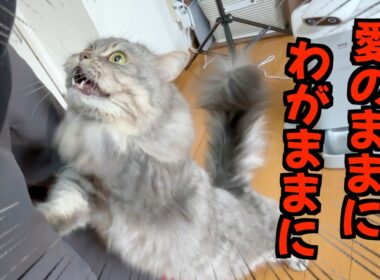 自由すぎる短足マンチカンのお出迎えが可愛すぎましたw