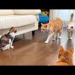 いたずらをした子猫が先住猫に囲まれる