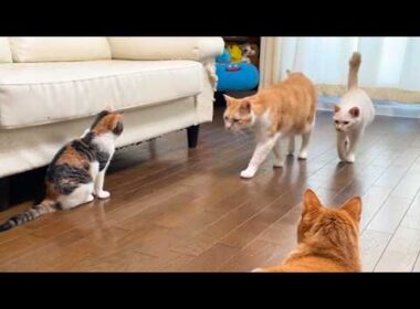 いたずらをした子猫が先住猫に囲まれる
