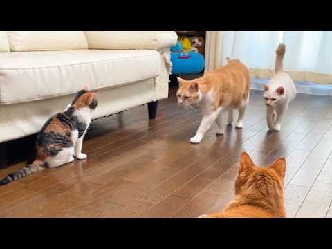 いたずらをした子猫が先住猫に囲まれる