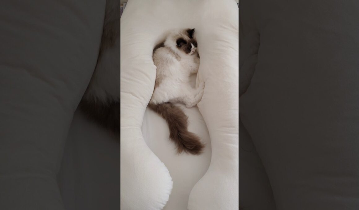 奪われたハグモッチ☁️ #shorts #猫 #ラグドール #甘えん坊猫 #ハグモッチ #猫のいる暮らし