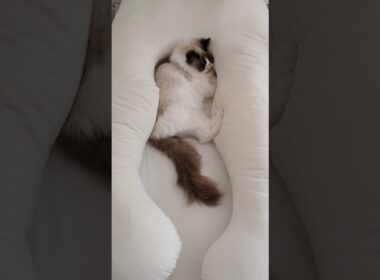 奪われたハグモッチ☁️ #shorts #猫 #ラグドール #甘えん坊猫 #ハグモッチ #猫のいる暮らし