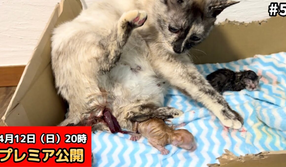 【閲覧注意】保護した猫の出産。小さな命が生まれる瞬間を見守りました