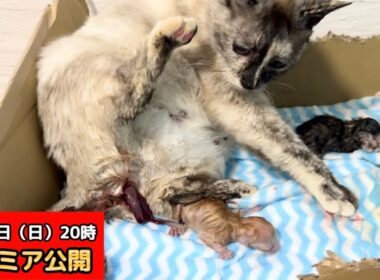【閲覧注意】保護した猫の出産。小さな命が生まれる瞬間を見守りました