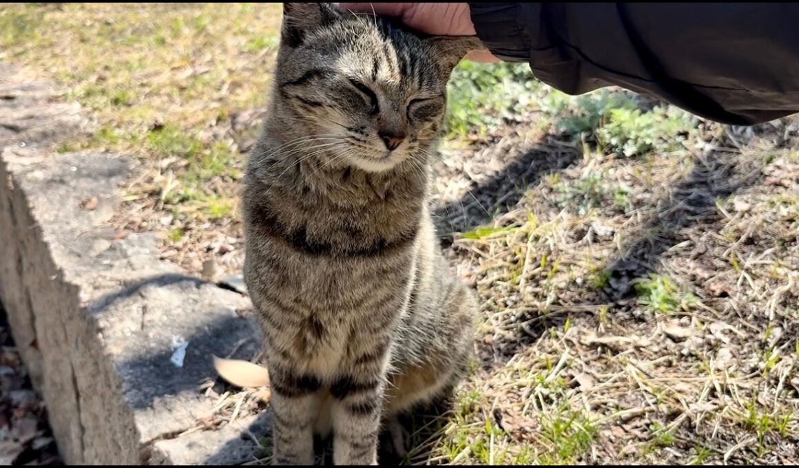 あどけない鳴き声で喜んで駆け寄って来た笑顔かわいい猫ニャッツ