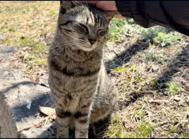 あどけない鳴き声で喜んで駆け寄って来た笑顔かわいい猫ニャッツ
