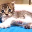 カワイイ鳴き声でミルクをおねだりした後の赤ちゃん子猫がお膝でまったりタイム？【赤ちゃん猫　保護猫】