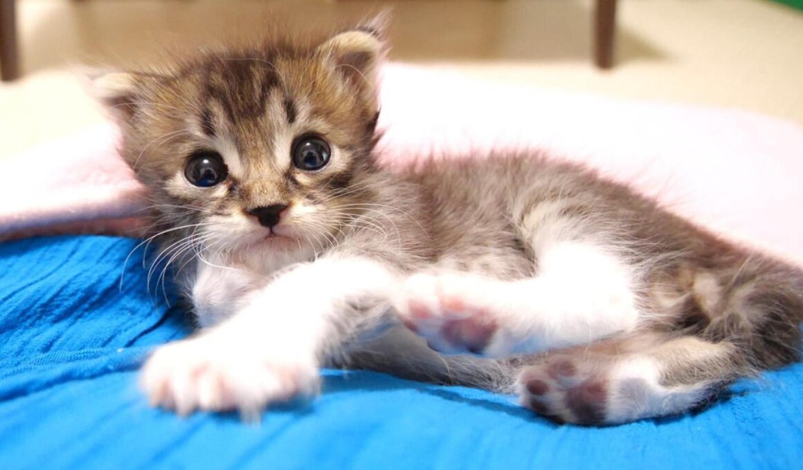 カワイイ鳴き声でミルクをおねだりした後の赤ちゃん子猫がお膝でまったりタイム？【赤ちゃん猫　保護猫】