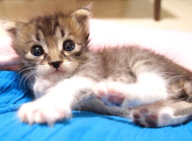 カワイイ鳴き声でミルクをおねだりした後の赤ちゃん子猫がお膝でまったりタイム？【赤ちゃん猫　保護猫】