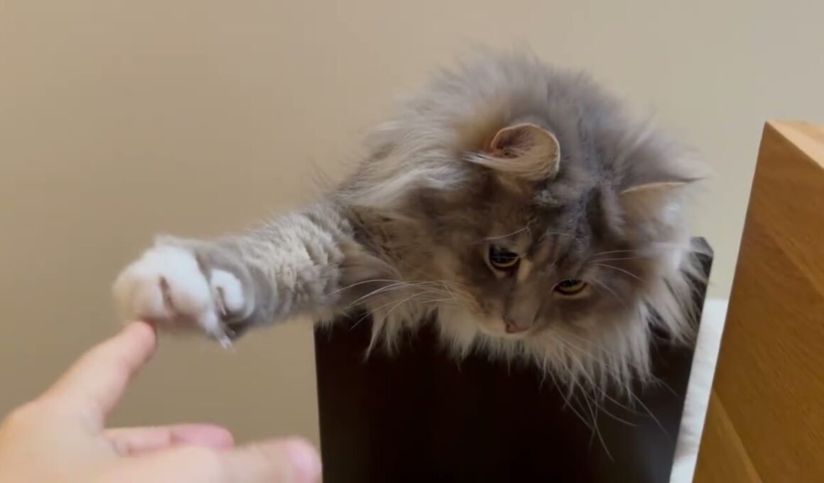 トイレに誘う猫　ラガマフィンA cat trying to lure you to the toilet. Ragamuffin