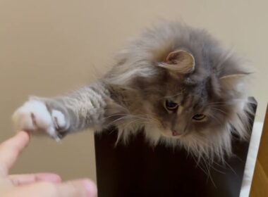 トイレに誘う猫　ラガマフィンA cat trying to lure you to the toilet. Ragamuffin