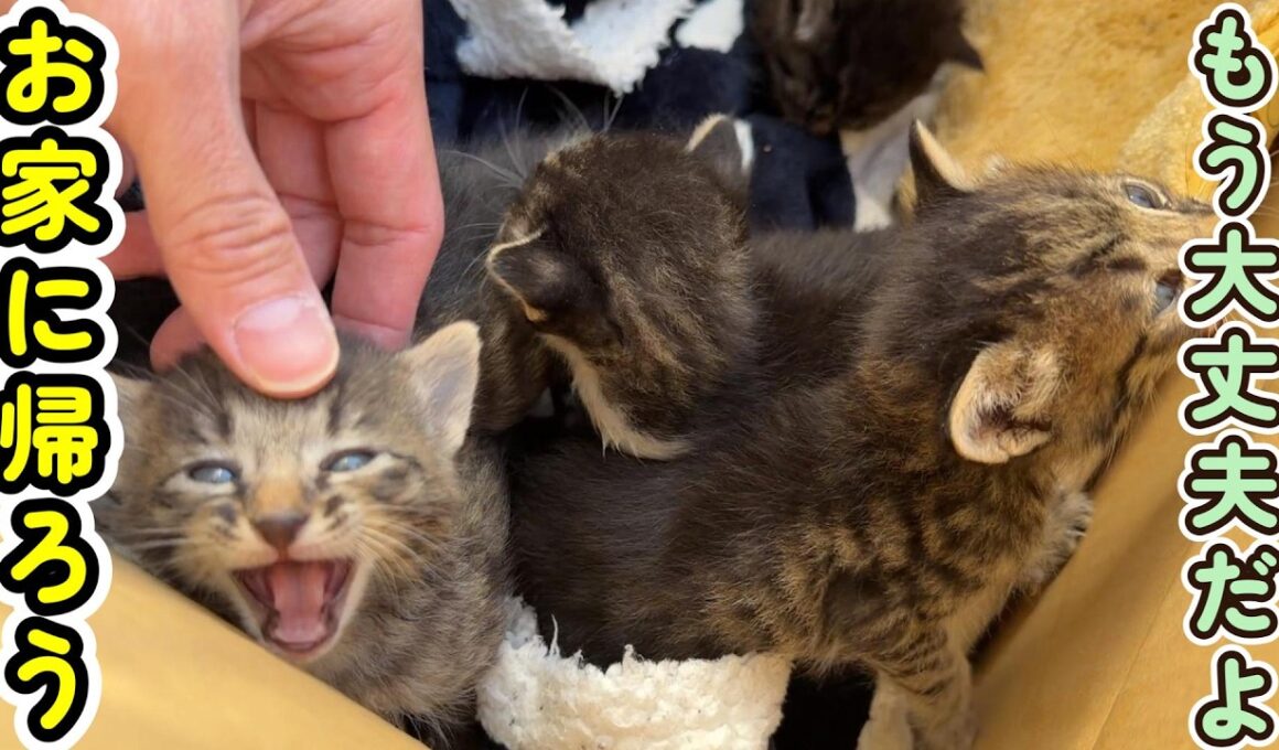 【子猫を遺棄？】道端に捨てられていた子猫を緊急保護します。