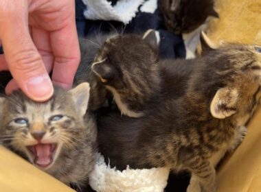 【子猫を遺棄？】道端に捨てられていた子猫を緊急保護します。