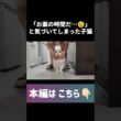 🤦🏻‍♀️💘 #shorts #猫 #子猫 #ラグドール #甘えん坊猫 #猫動画