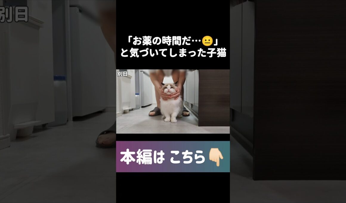 🤦🏻‍♀️💘 #shorts #猫 #子猫 #ラグドール #甘えん坊猫 #猫動画