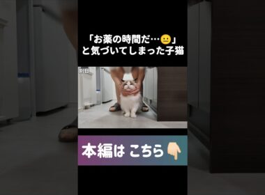 🤦🏻‍♀️💘 #shorts #猫 #子猫 #ラグドール #甘えん坊猫 #猫動画