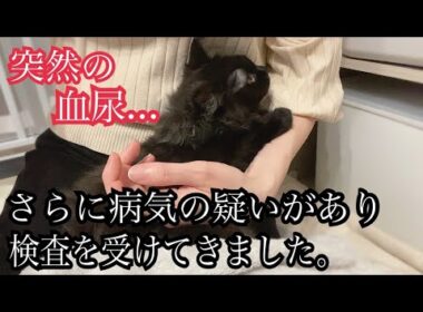 【双子保護猫】子猫にさらに病気の疑いがあり、検査を受けてきました【生後4ヶ月】