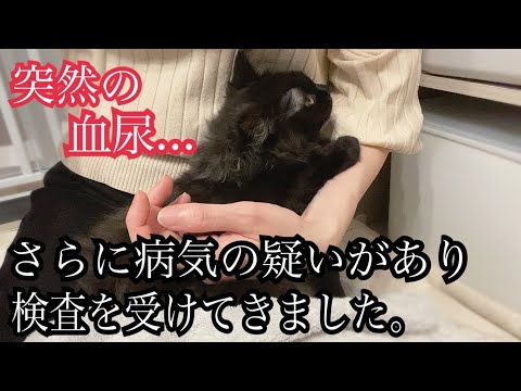 【双子保護猫】子猫にさらに病気の疑いがあり、検査を受けてきました【生後4ヶ月】