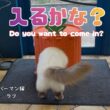 バーマン猫ラフ【入るかな？】Do you want to come in?（バーマン猫）Birman/Cat