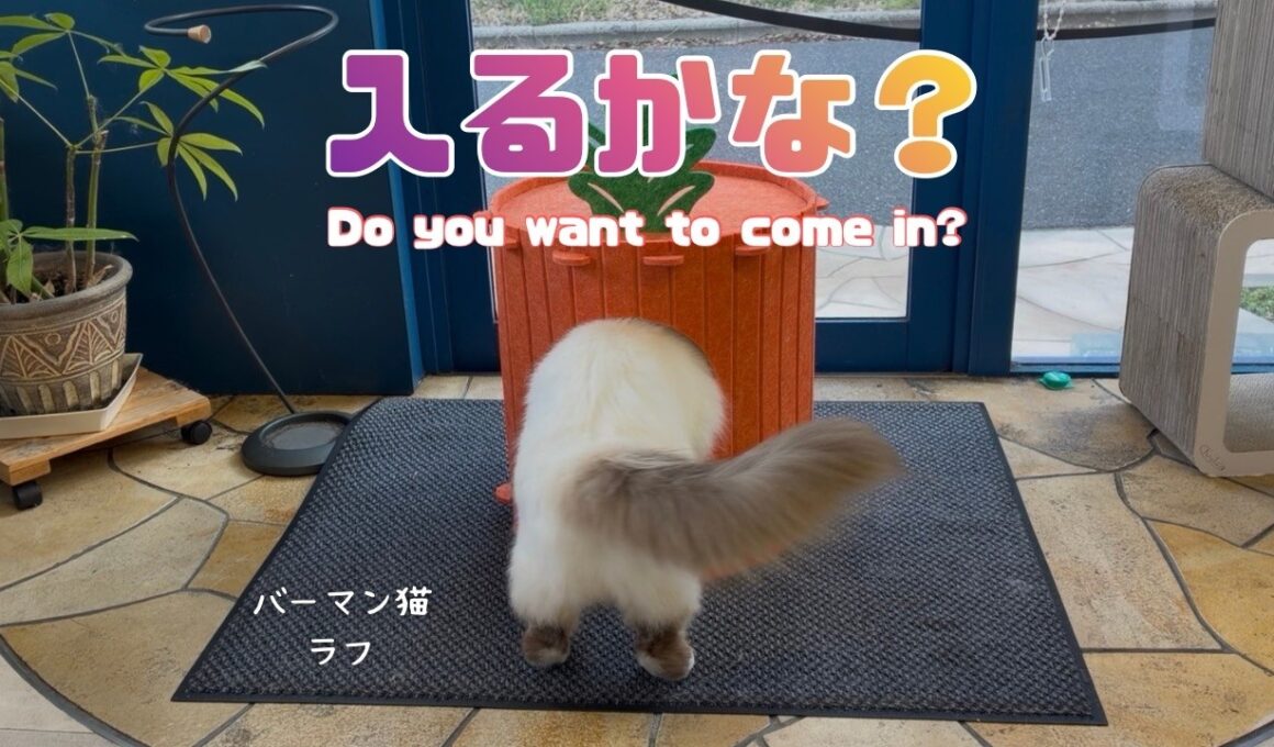 バーマン猫ラフ【入るかな？】Do you want to come in?（バーマン猫）Birman/Cat