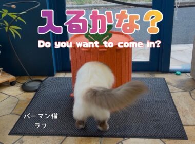 バーマン猫ラフ【入るかな？】Do you want to come in?（バーマン猫）Birman/Cat