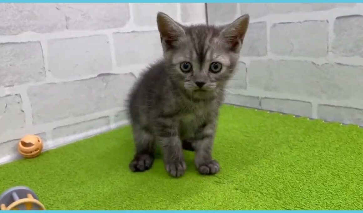 Coo&RIKU　No.00752863 アメリカンショートヘアー