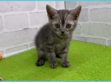 Coo&RIKU　No.00752863 アメリカンショートヘアー