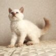 セルカークレックス子猫　Selkirk Rex　2025.12.16産まれ　　クリームポイント　巻き毛　男の子　シーダキャット猫のお店