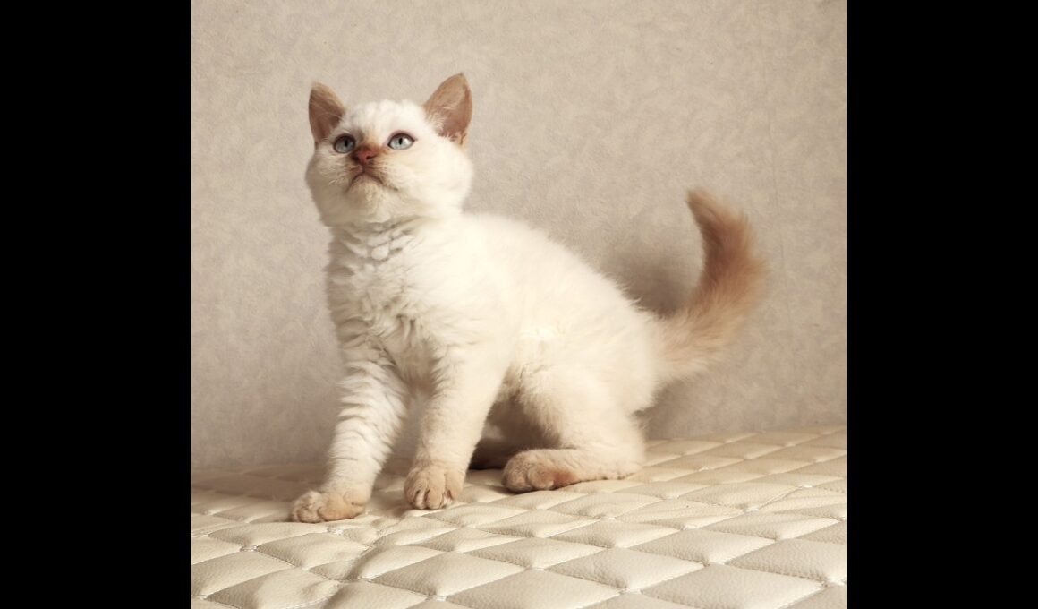 セルカークレックス子猫　Selkirk Rex　2025.12.16産まれ　　クリームポイント　巻き毛　男の子　シーダキャット猫のお店