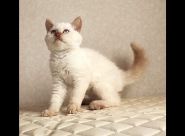 セルカークレックス子猫　Selkirk Rex　2025.12.16産まれ　　クリームポイント　巻き毛　男の子　シーダキャット猫のお店