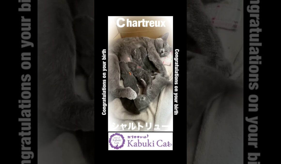 【シャルトリュー子猫】生まれました！良い子になーれ #猫好きさんと繋がりたい #シャルトリュー #子ネコ