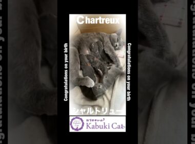 【シャルトリュー子猫】生まれました！良い子になーれ #猫好きさんと繋がりたい #シャルトリュー #子ネコ