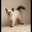 セルカークレックス子猫　Selkirk Rex　2025.12.16産まれ　　ブルーポイント　巻き毛　女の子　シーダキャット猫のお店