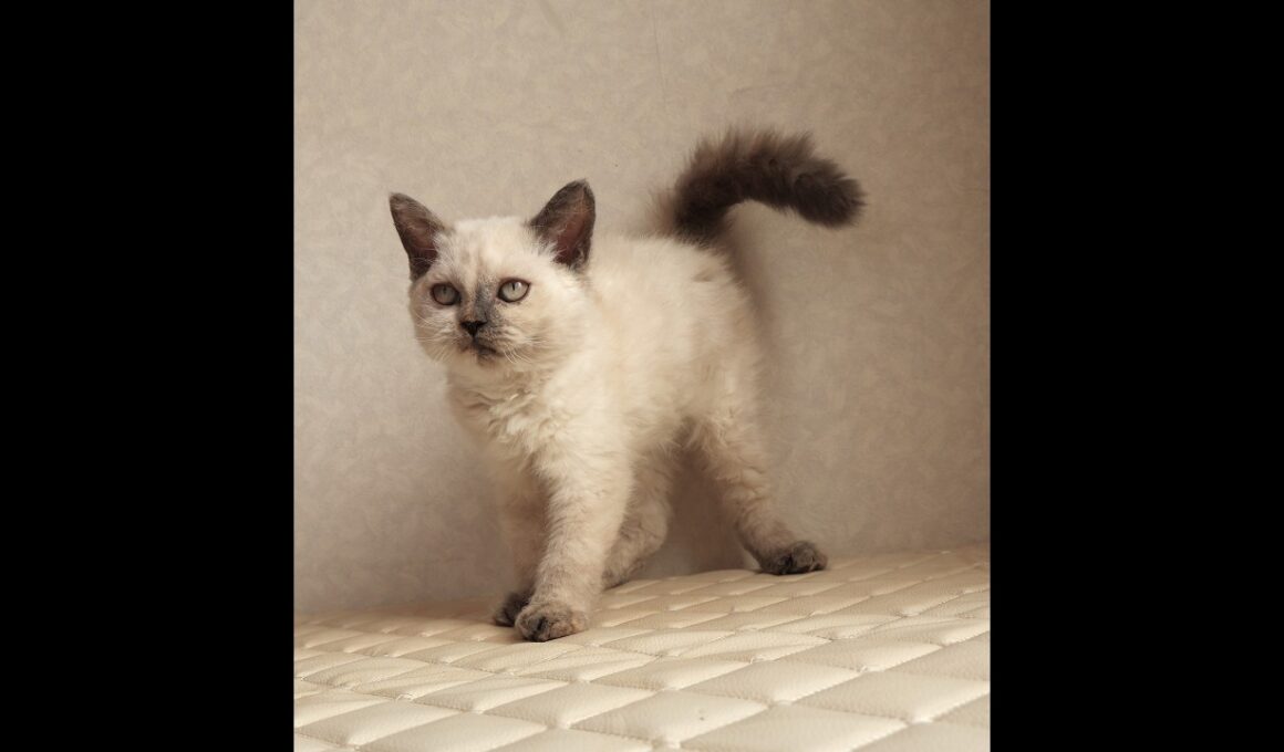 セルカークレックス子猫　Selkirk Rex　2025.12.16産まれ　　ブルーポイント　巻き毛　女の子　シーダキャット猫のお店