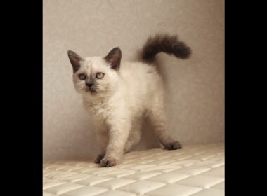 セルカークレックス子猫　Selkirk Rex　2025.12.16産まれ　　ブルーポイント　巻き毛　女の子　シーダキャット猫のお店