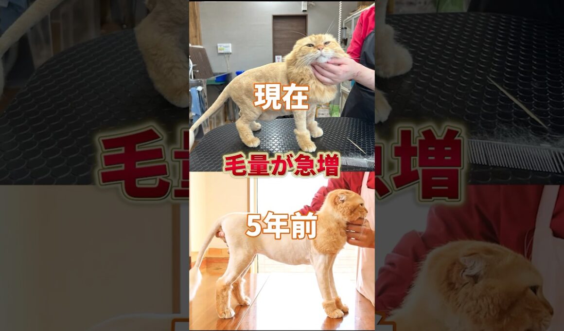 5年前にカットした時と同じオーダーをいただいたので勝手にチャレンジ企画してみました！　#猫 #トリミング #ライオンカット