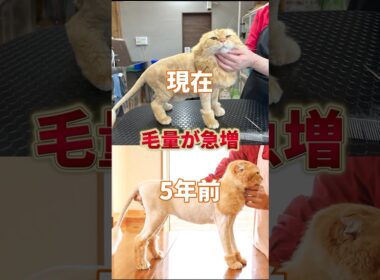 5年前にカットした時と同じオーダーをいただいたので勝手にチャレンジ企画してみました！　#猫 #トリミング #ライオンカット