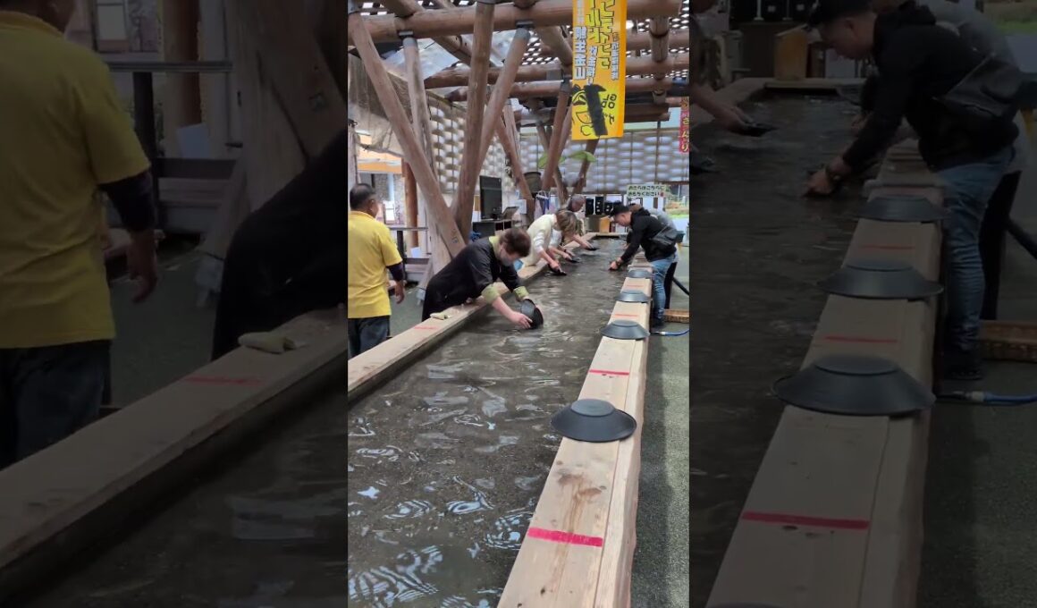 砂金取りにチャレンジするメインクーンブリーダー