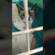 シャム猫のパンダ、なんとかケージに。これから去勢で病院に①