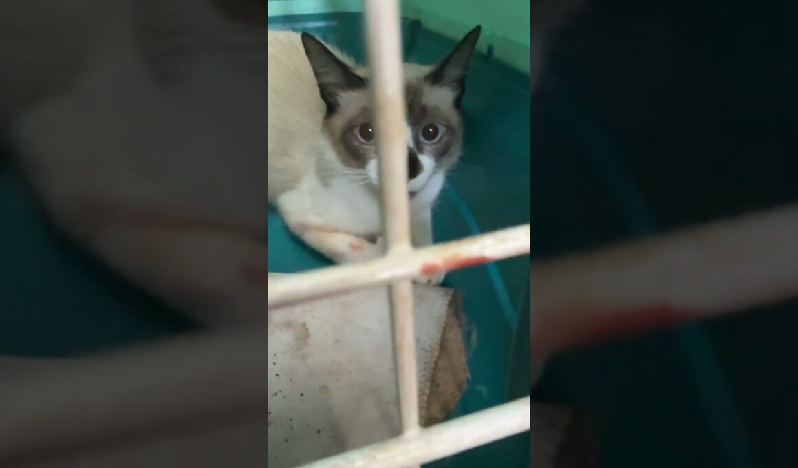 シャム猫のパンダ、なんとかケージに。これから去勢で病院に①