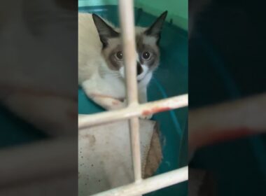 シャム猫のパンダ、なんとかケージに。これから去勢で病院に①