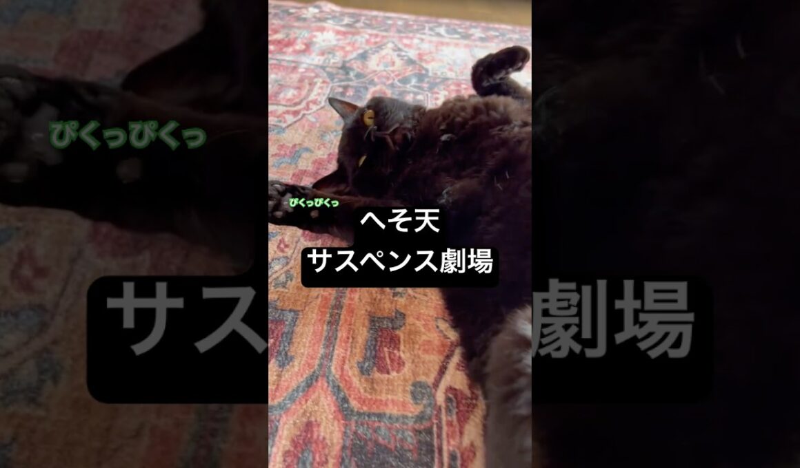 火サス猫 #cat #猫のいる暮らし #セルカークレックス #ブリティッシュショートヘア